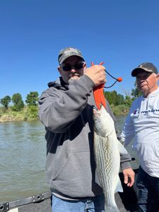 Striped bass caught by two anglers in Anderson