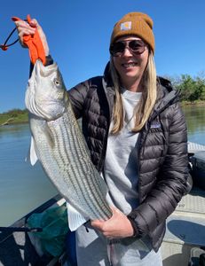 Striped bass caught by fisher in Anderson