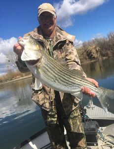 Striped bass caught on fishing trip in CA