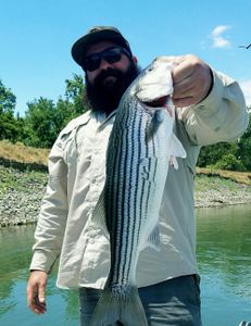 Striped bass caught in CA