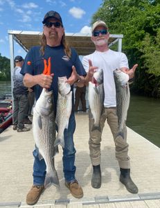 4 striped bass caught while fishing in Anderson