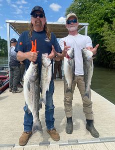 Four striped bass caught fishing in Anderson