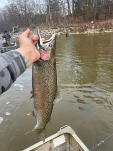 A beautiful rainbow trout caught while fishing in MI