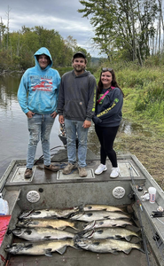 Three Chinook salmon caught while fishing in MI