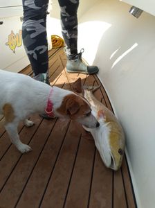 Dog meets fish