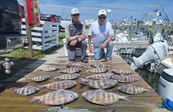 4 sheepshead fish caught during a fishing tour in North Carolina