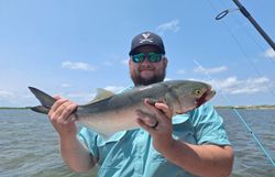 Bluefish caught while fishing in NC
