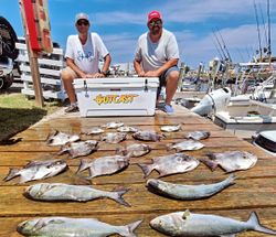 10 bluefish and grey triggerfish caught during a fishing tour in Wanchese