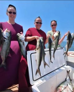 6 Bluefish and Hardhead Sea Catfish caught by 3 people in Wanchese