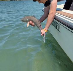 One fish in NC location