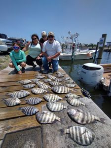 Five huge sheepshead fish caught during a fishing tour in North Carolina