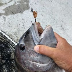 Fishing in NC with tours