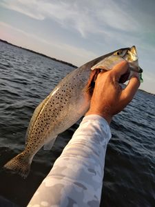Speckled Trout Fishing