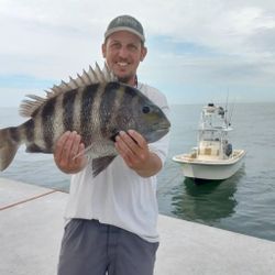 Sheepshead fish caught in NC