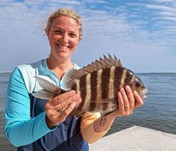 Sheepshead fish caught while fishing in Wanchese
