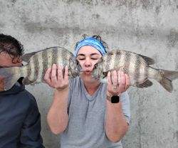 Two sheepshead fish caught by an angler in Wanchese