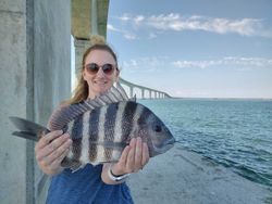 Sheepshead fish caught in Wanchese