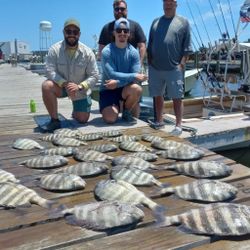 Five sheepshead and black drum fish caught in Wanchese