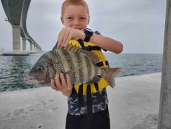 Sheepshead fish caught in Wanchese
