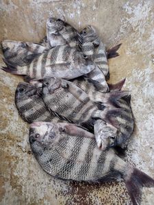 Three sheepshead fish caught in NC