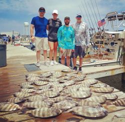 Two sheepshead fish caught during fishing tour in North Carolina