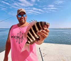 A sheepshead fish caught while fishing in North Carolina