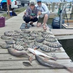 4 sheepshead fish caught during fishing tour in NC