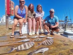 Four sheepshead fish caught during a fishing tour in North Carolina
