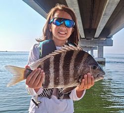 Sheepshead fish caught in Wanchese during fishing tour