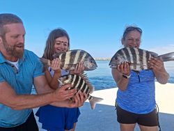 Three sheepshead fish caught during a fishing tour in Wanchese