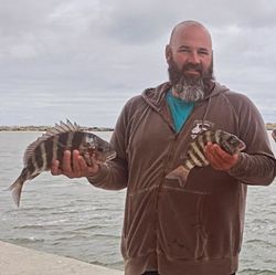 Two sheepshead fish caught during a fishing tour in Wanchese