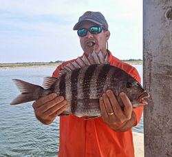Sheepshead fish caught during fishing tour in Wanchese