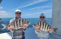 Two sheepshead fish caught during fishing tours in Wanchese