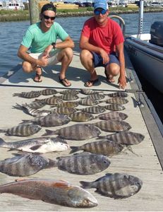 Five Sheepshead fish caught in Wanchese