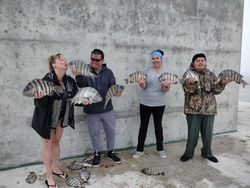 Three sheepshead fish caught on a fishing trip in NC