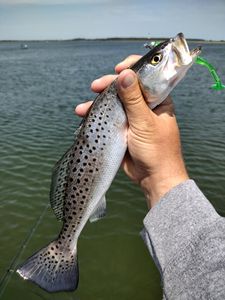 Two spotted weakfish caught while fishing in NC