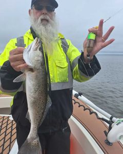 Spotted weakfish, 22 inches, fishing in NC