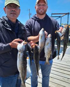 5 spotted weakfish in NC fishing location