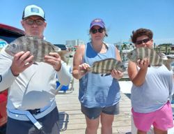 Three sheepshead fish caught in Wanchese fishing tour