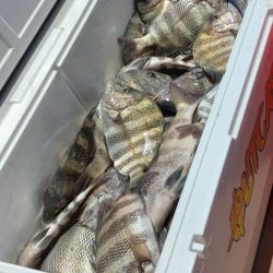 Two black drum and sheepshead fish caught in Wanchese