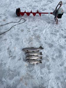 Four coho salmon and rainbow trout caught while fishing in Rifle, Colorado