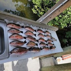 Two fish caught while fishing in FL