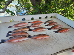 Grey Snappers blasted today in Placida's clear waters!