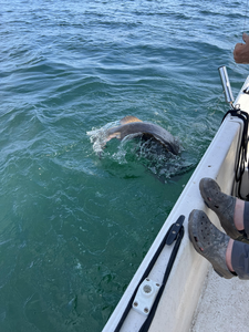 Rain or shine, the deep sea action never stops in Placida!
