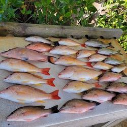 9 stoplight parrotfish in Florida waters