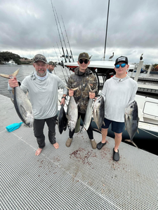 5 King Mackerel and African Pompano fish caught in Jensen Beach