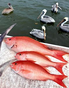 Two fish in a fishing trip in FL