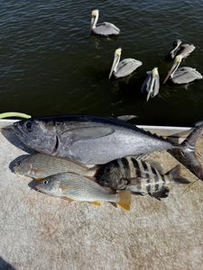 Three Blackfin Tuna, Redfish, and Sheepshead caught while fishing in FL