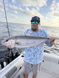 Huge 32-inch Greater Amberjack reeled in off Jensen Beach!