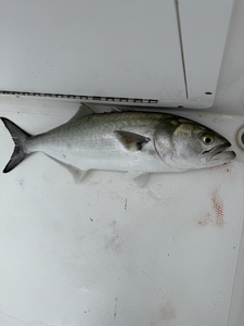 Landed a beauty today!